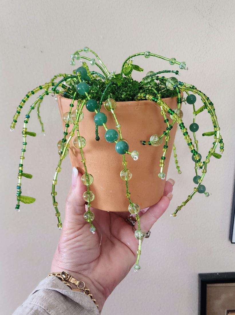 Beaded succulent plant — photo 1