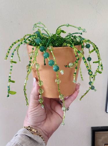 Beaded succulent plant